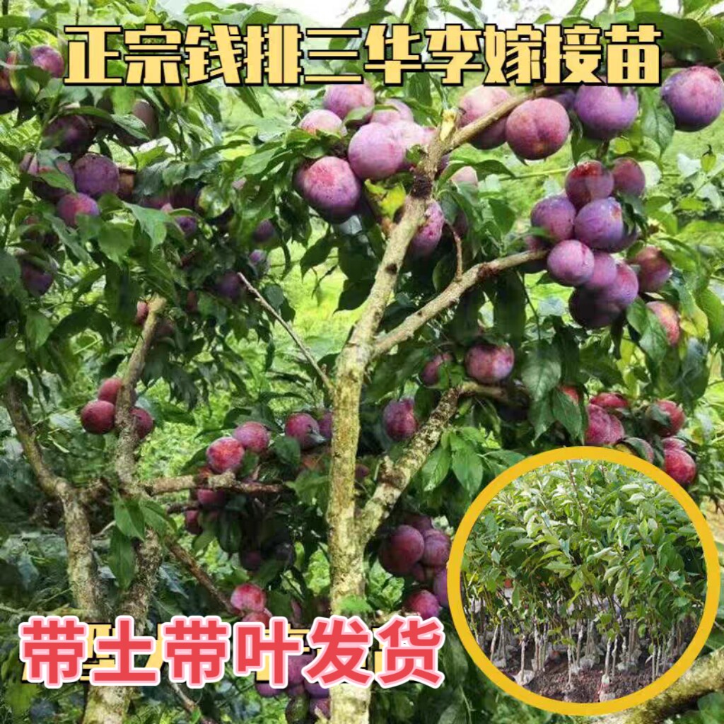 高产正宗钱排三华李银妃三华李树苗早熟脆李子嫁接果苗南北方可栽
