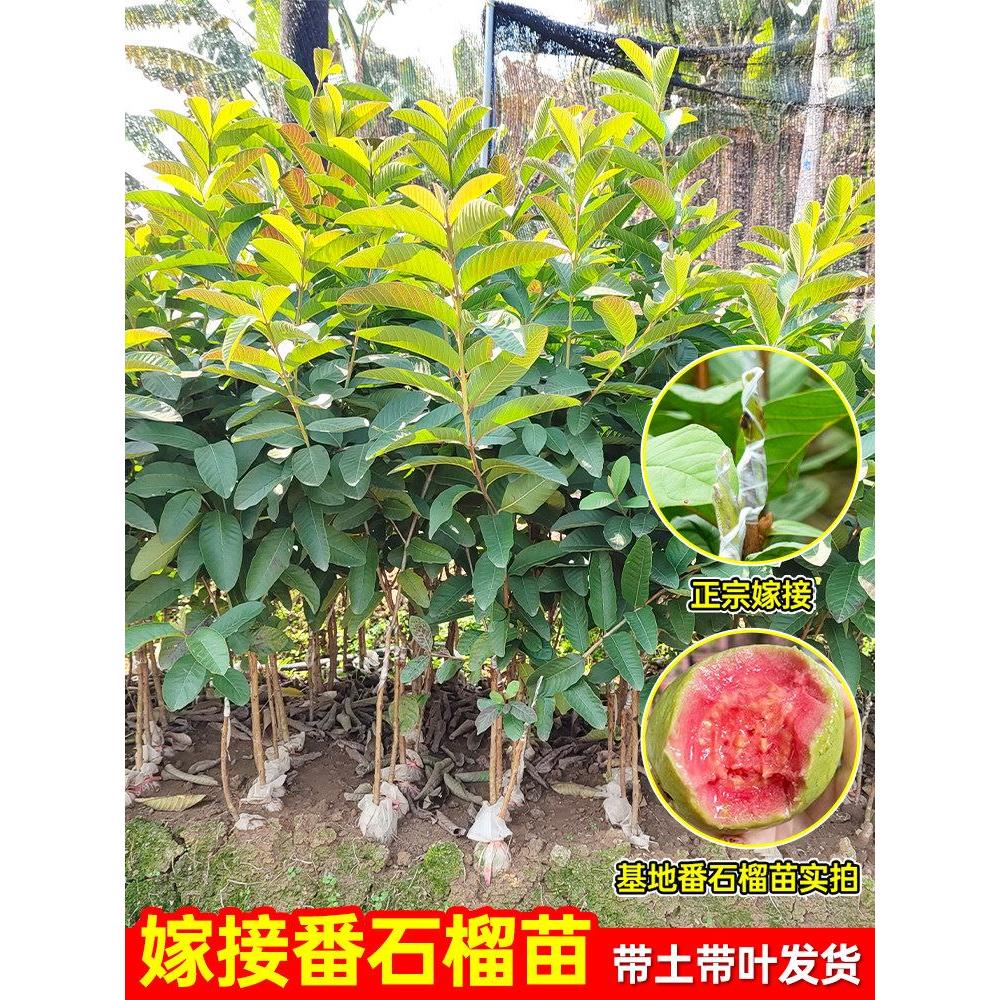 番石榴树苗红心芭乐树苗南方种植庭院盆栽地栽四季结果树当年结果