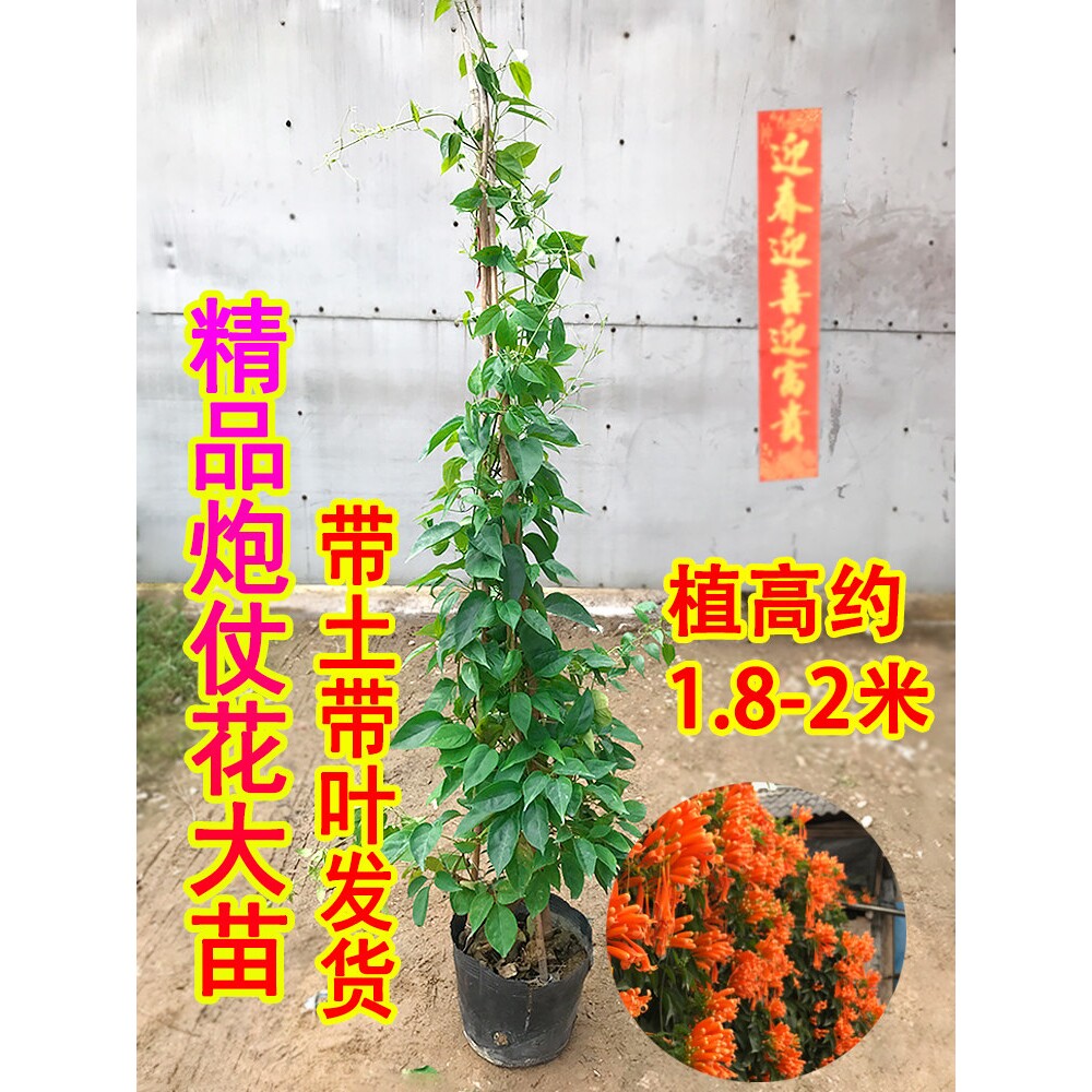 炮仗花苗爬藤植物垂吊凌霄花四季攀爬 牵藤爬墙庭院鞭炮花阳台