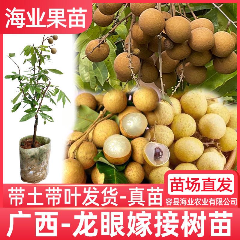 龙眼树苗嫁接桂圆苗早熟石硖储良四季龙眼带果带土南方果苗树庭院
