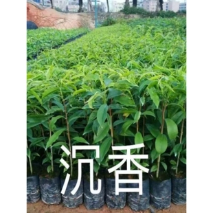 正宗名贵沉香树苗海南奇楠沉香树苗沉香木苗白木香棋楠叶原杯原土