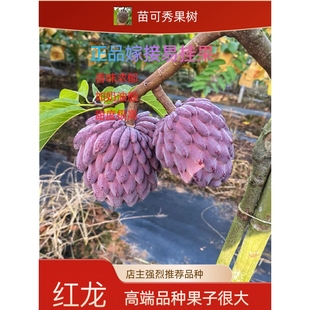 凤梨释迦红龙释迦AP释迦大目释迦果嫁接苗四季可种释迦果苗树盆栽