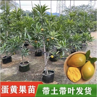蛋黄果嫁接苗树苗木瓜仙桃苗耀堂仙桃苗榴莲味罗斯果苗当年结果
