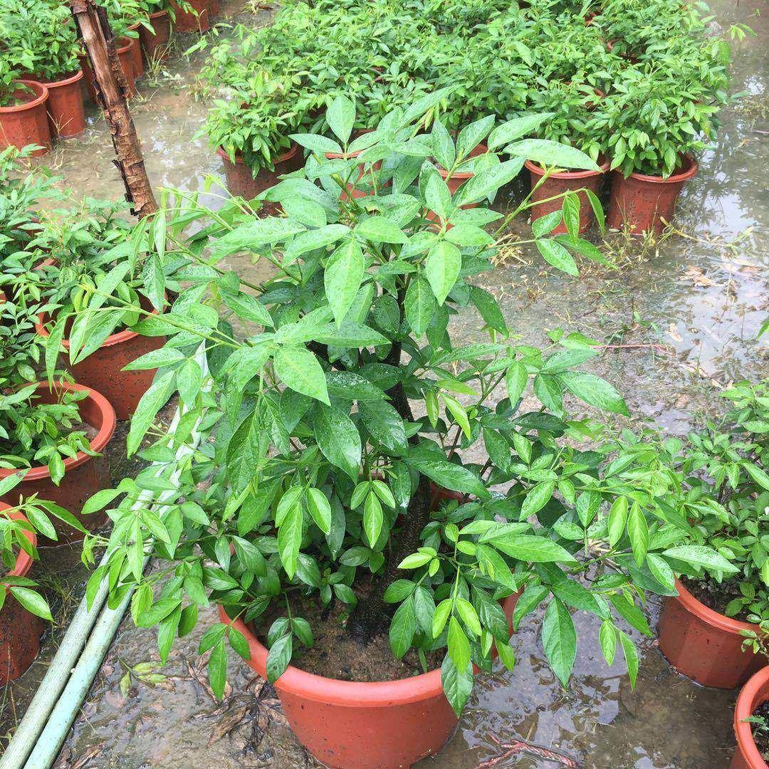 抹草苗仙草苗潮汕红花抹草三叶青苗石榴花盆栽绿植家居吉祥草