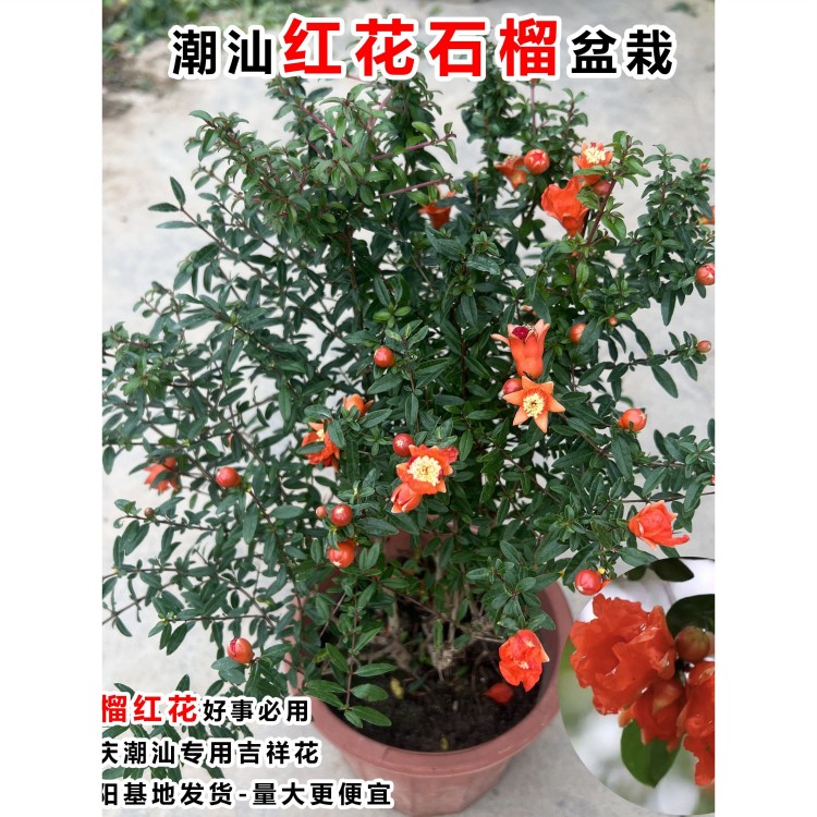 石榴花盆栽潮汕红花石榴花仙草盆栽喜庆吉祥花苗庭院阳台盆栽绿植