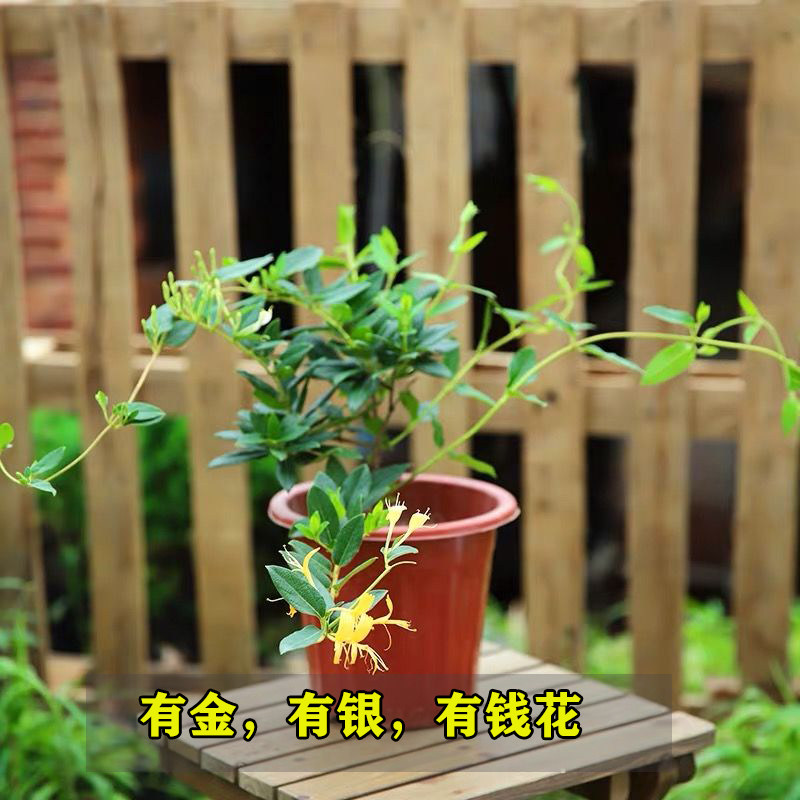 可食用金银花树苗盆栽白红金银花苗攀援绿植庭院爬藤植物四季开花