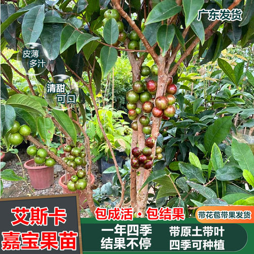 嘉宝果树果苗四季艾斯卡嘉宝果苗当年结果树葡萄苗果树早生果树苗