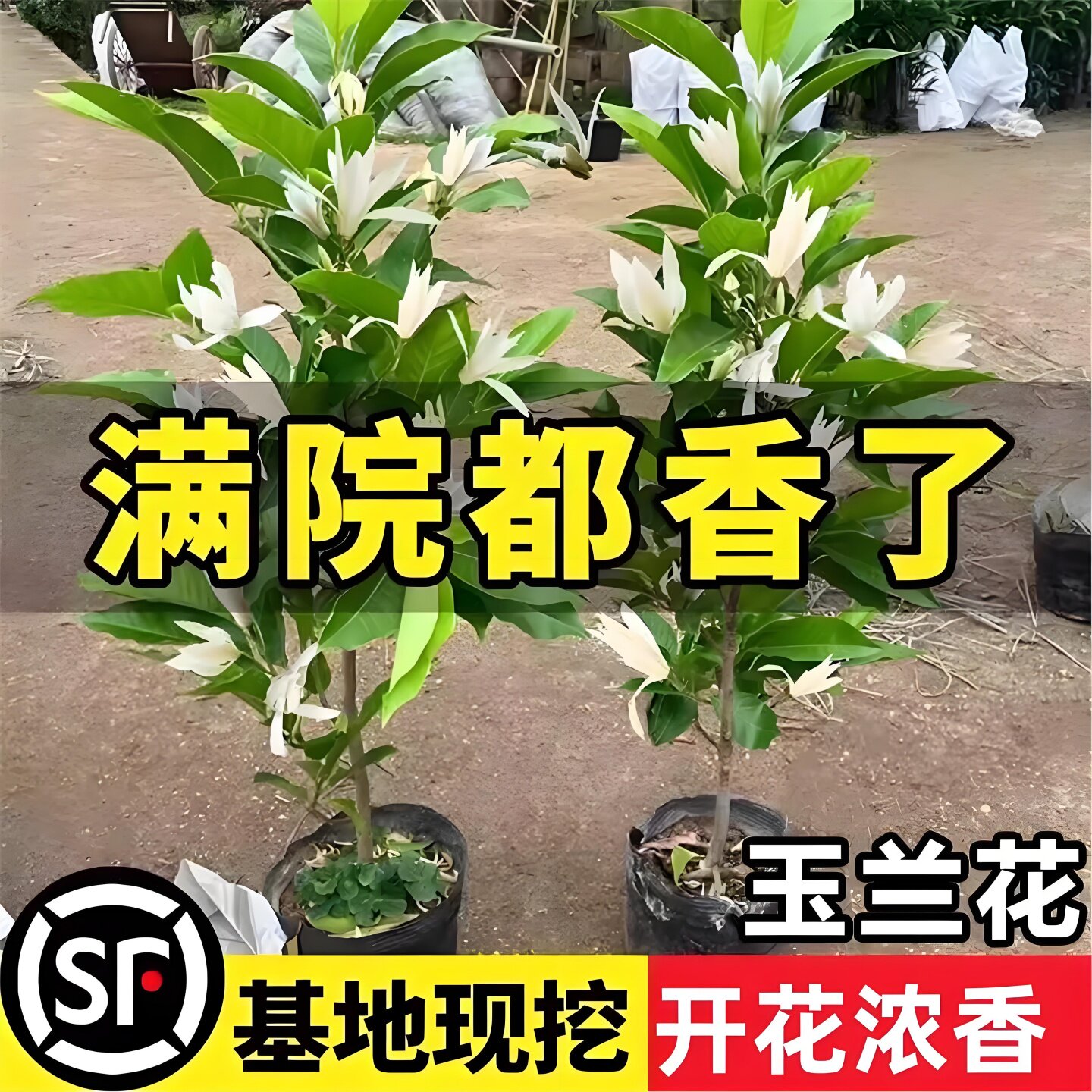 白兰花盆栽香水玉兰花树苗带花苞浓香黄角兰阳台庭院四季花卉植物