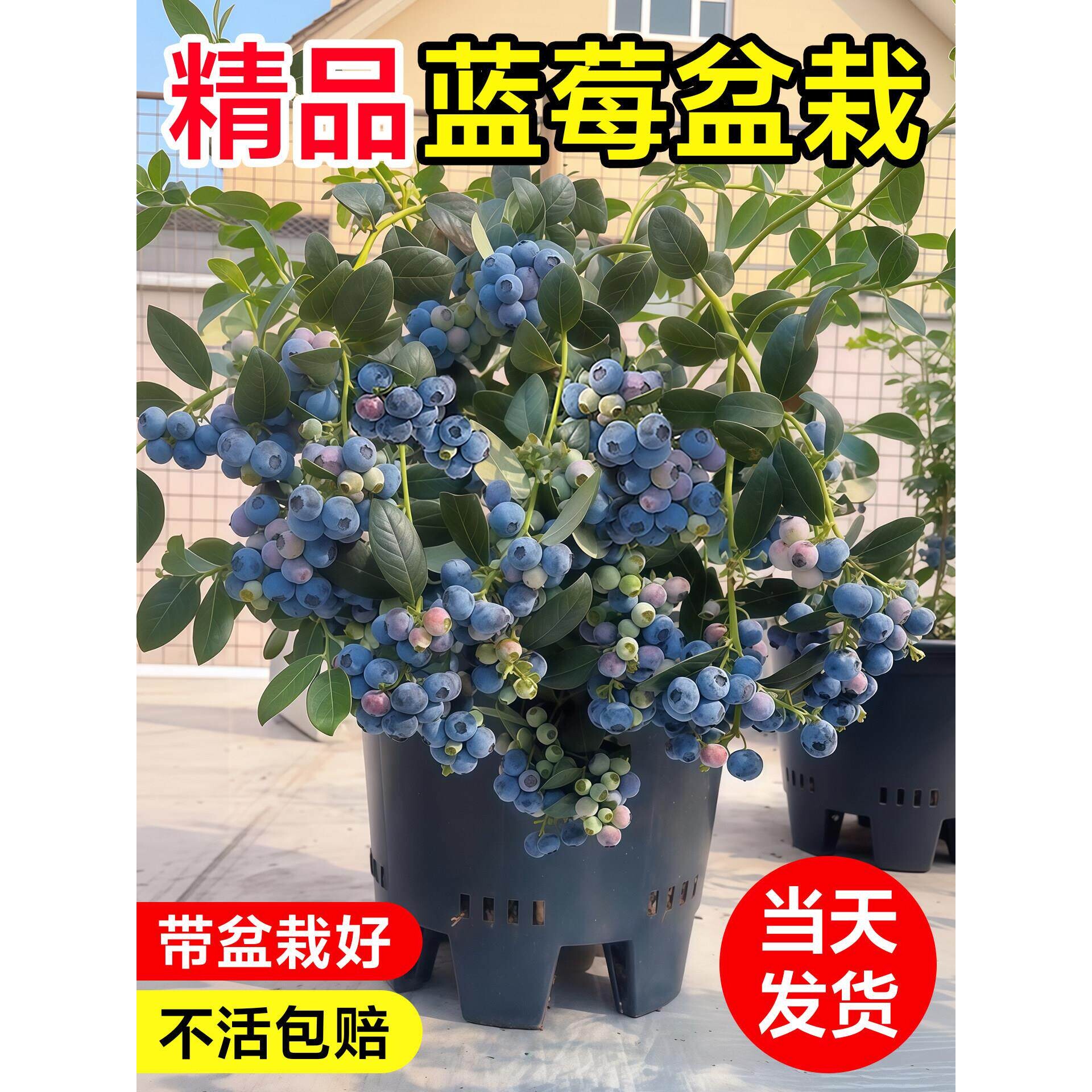 蓝莓树果苗盆栽蓝梅树苗带大果草莓室内耐寒南北方车厘子四季结果