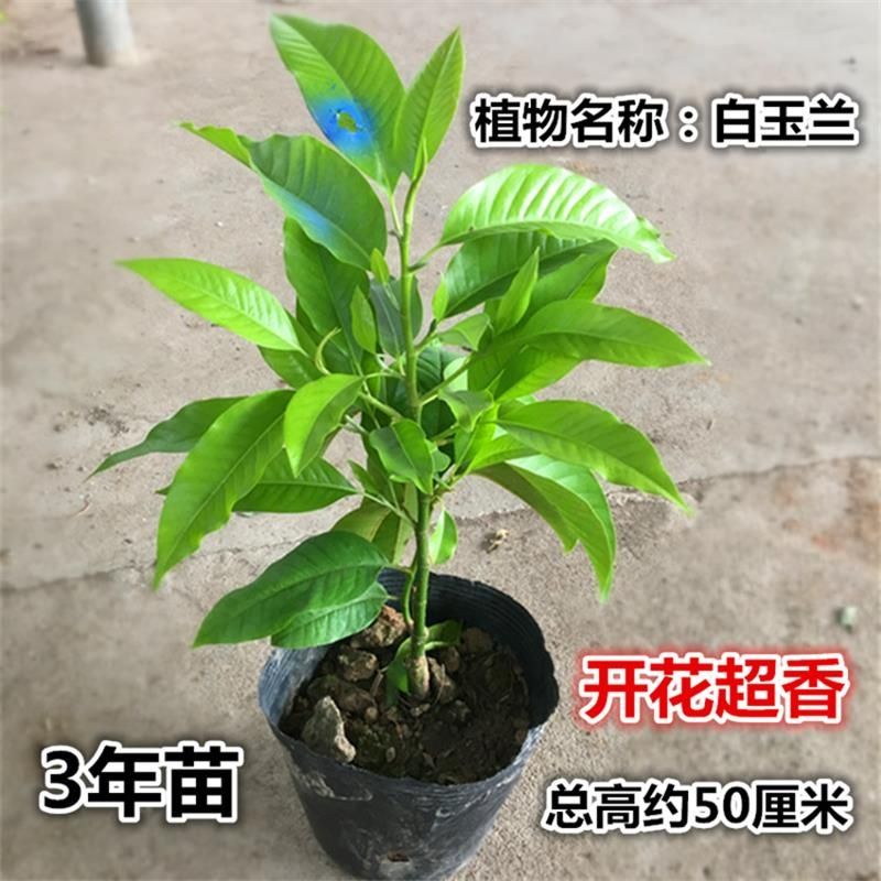白兰花盆栽老桩玉兰花树苗黄角兰带花苞室内庭院浓香型夏季开花卉