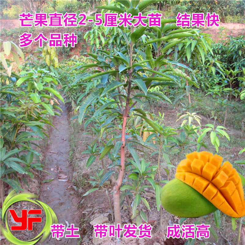 包邮果树苗芒果苗大苗台农一号芒果苗金煌芒红贵妃芒果苗 可盆栽