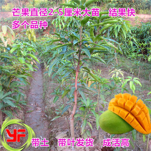 包邮果树苗芒果苗大苗台农一号芒果苗金煌芒红贵妃芒果苗 可盆栽