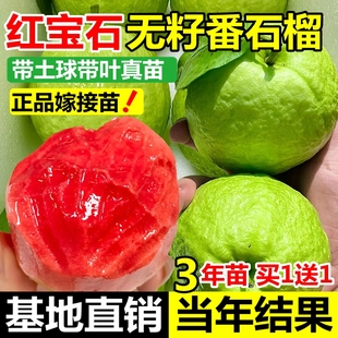 无籽红宝石芭乐嫁接树苗胭脂红番石榴树苗软糯香甜盆地栽当年结果