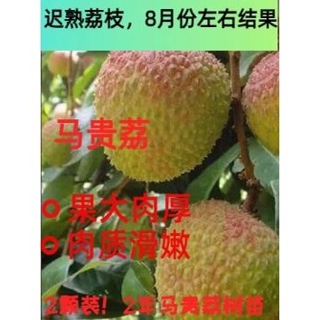 迟熟荔枝八月红良品嫁接荔枝苗2棵装2年苗马贵荔八月结果带土带叶