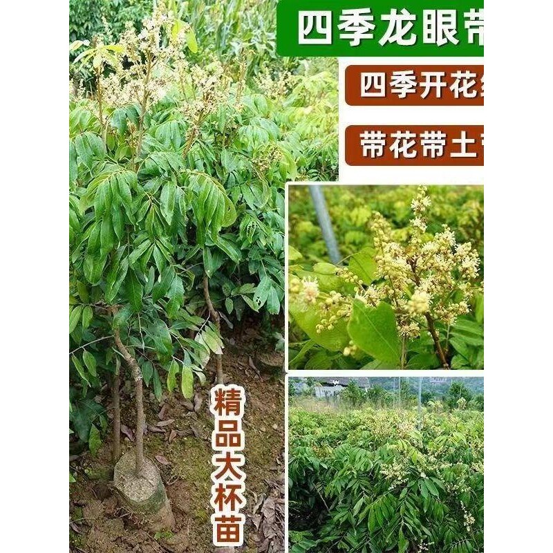 龙眼树苖嫁接盆栽水果树苗储良桂圆石硖南方四季种植地栽当年结果