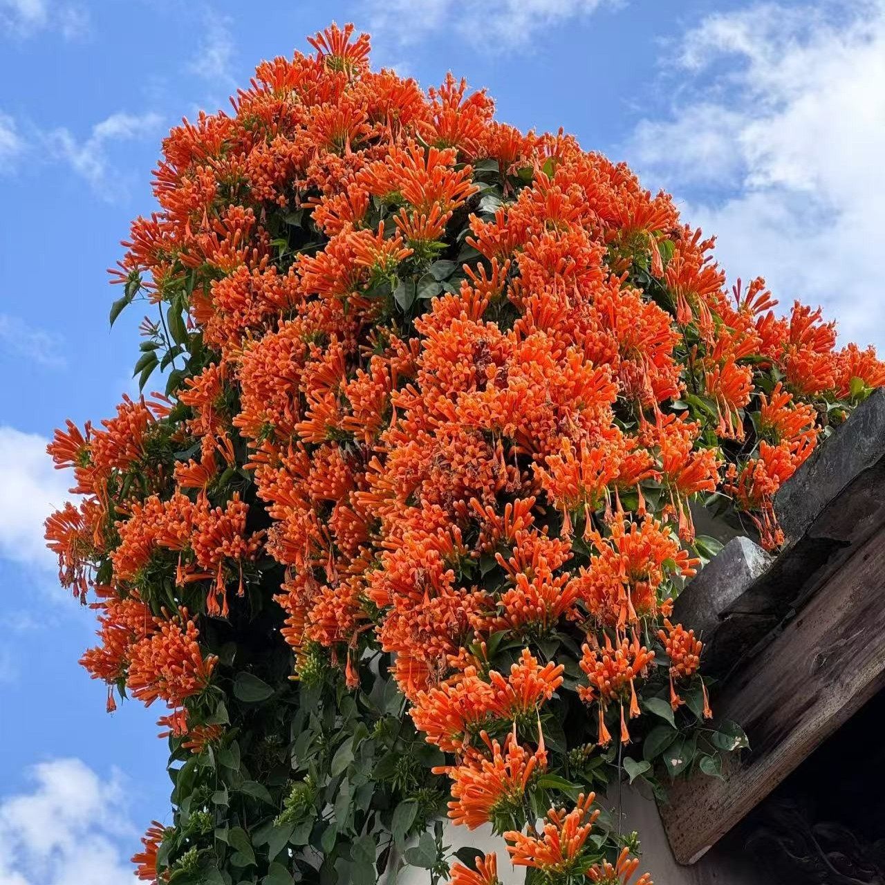 爬藤开花植物露天大苗阳台盆栽庭院老桩炮仗花