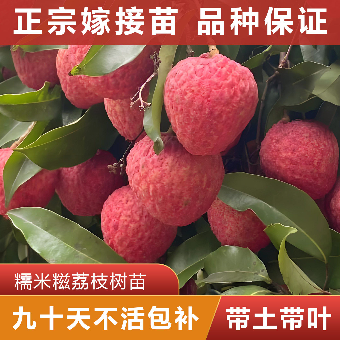 糯米糍荔枝树苗 正宗嫁接苗 可盘栽地栽 原杯原土带叶发货