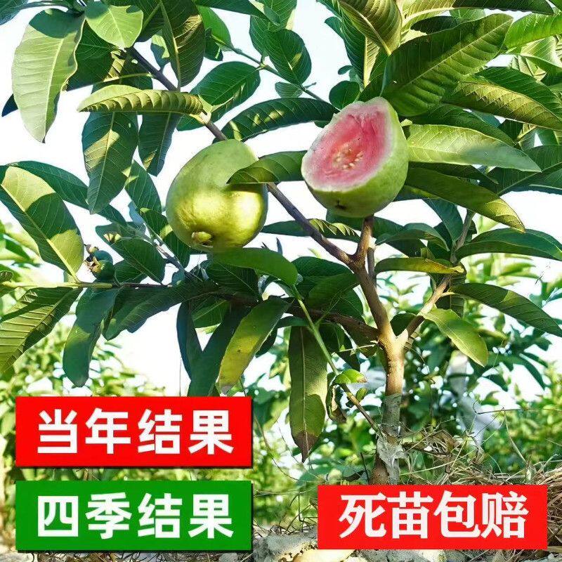 大果奶油番石榴苗胭脂红白心红心西瓜芭乐无籽红宝石嫁接当年结果