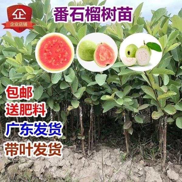 嫁接番石榴苗红心珍珠西瓜芭乐苗番石榴树苗盆栽南方种植当年结果