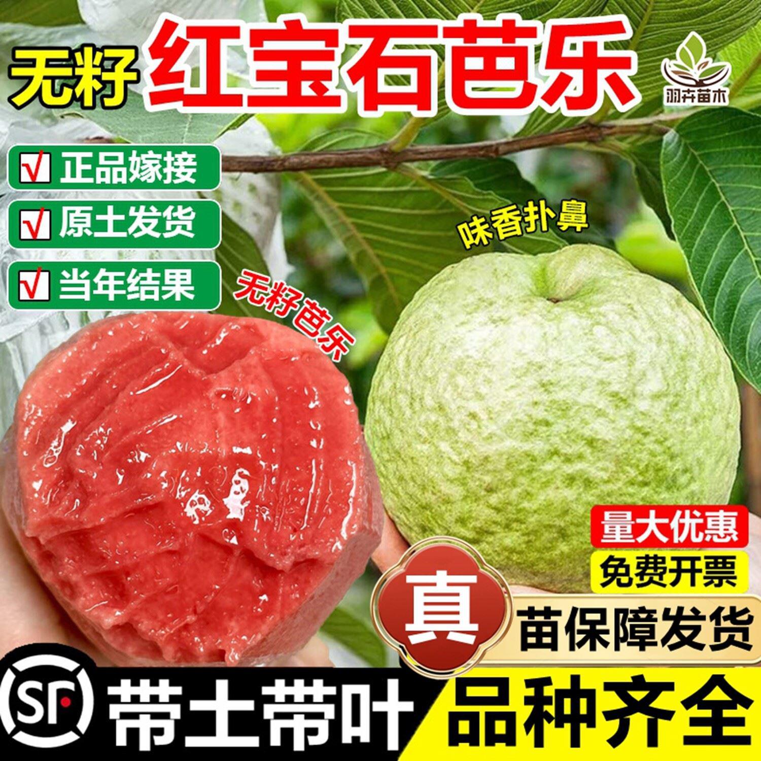 无籽红宝石番石榴嫁接果树苗奶油白心红心草莓芭乐盆地栽四季结果