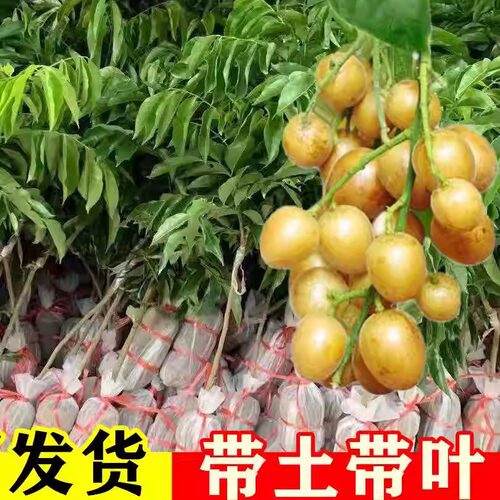 正宗贵妃嫁接黄皮树苗无核大果鸡心黑金紫肉南方庭院种植黄皮果苗