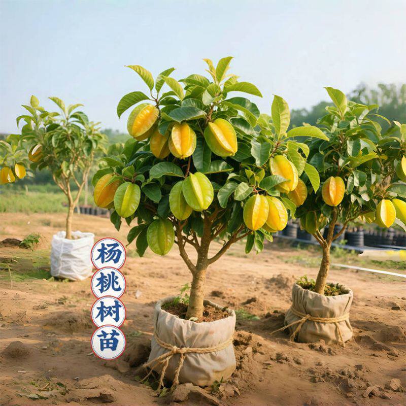 正宗嫁接杨桃树苗四季结果清甜无渣甜杨桃酸杨桃树苗盆栽庭院种植