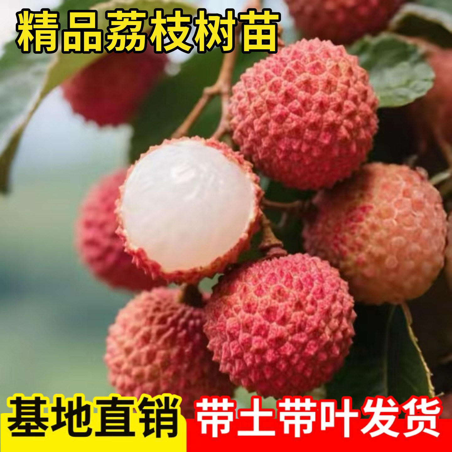 嫁接无核荔枝树苖盆栽桂味糯米糍四季荔枝果苗妃子笑荔枝果树大苗