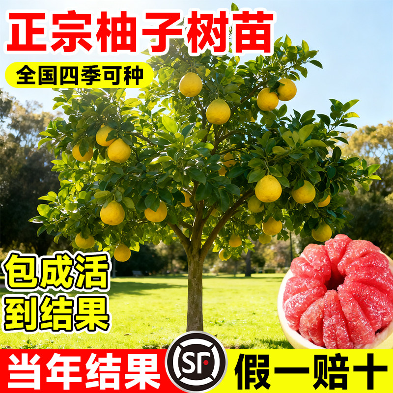 柚子树苗果树果苗红心蜜柚广西大沙田柚庭院南方种植水果耐寒树苗