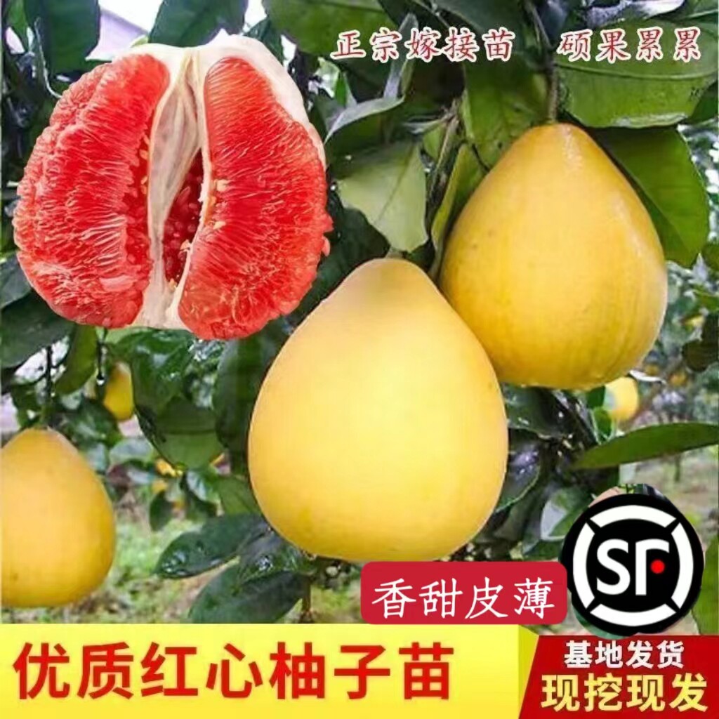 嫁接柚子苗红心三红蜜柚树苗南方种植盆栽地栽当年结果庭院果树苗
