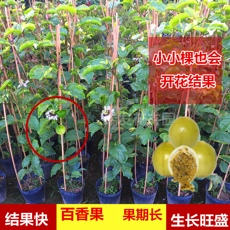 南方四季爬藤百香果苗纯甜黄金百香果树果苗盆栽庭院阳台当年结果
