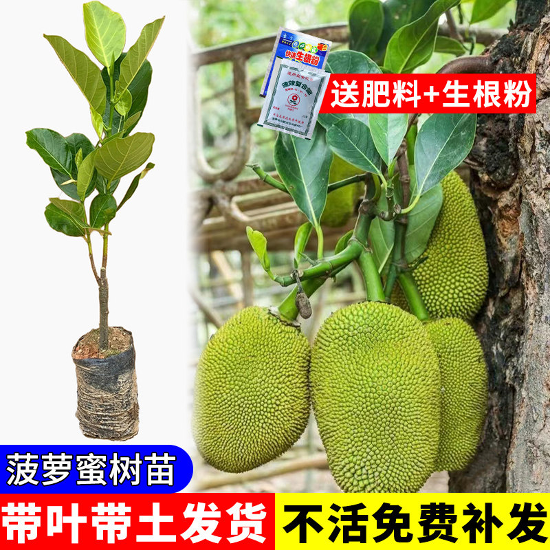 红肉菠萝蜜树苗树菠萝蜜南方果苗红心干湿包波罗蜜木菠萝苗树包邮