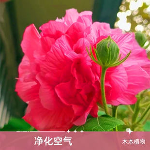 芙蓉花盆栽秋冬开花庭院阳台重瓣三醉芙蓉花苗变色拒霜花木芙蓉花