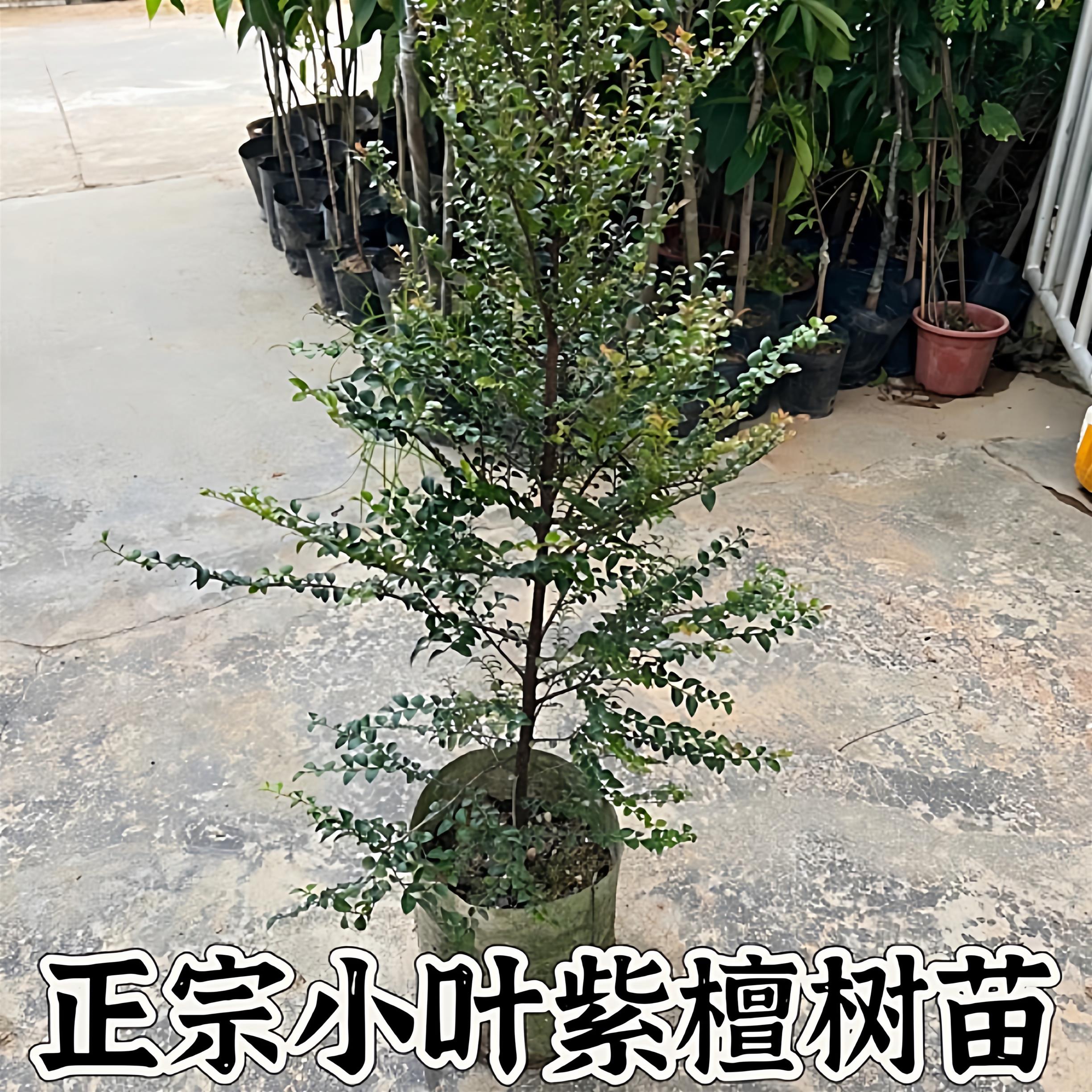 小叶紫檀树苗 珍稀高档室内盆栽苗 小叶紫檀苗 正宗 印度小叶紫檀