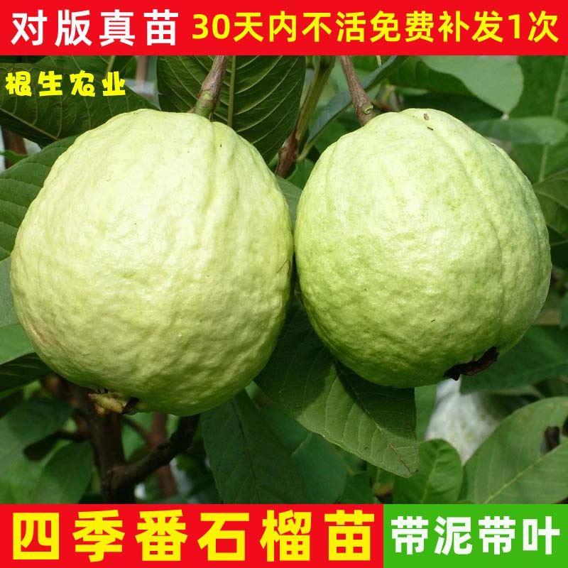 正宗嫁接番石榴苗树台湾珍珠番石榴白心红心帝王芭乐四季水果树苗