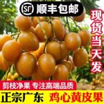 黄皮果苗大鸡心无核嫁接树苗阳台盆栽南北方种植庭院地栽当年结果