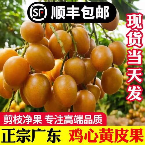 黄皮果苗大鸡心无核嫁接树苗阳台盆栽南北方种植庭院地栽当年结果