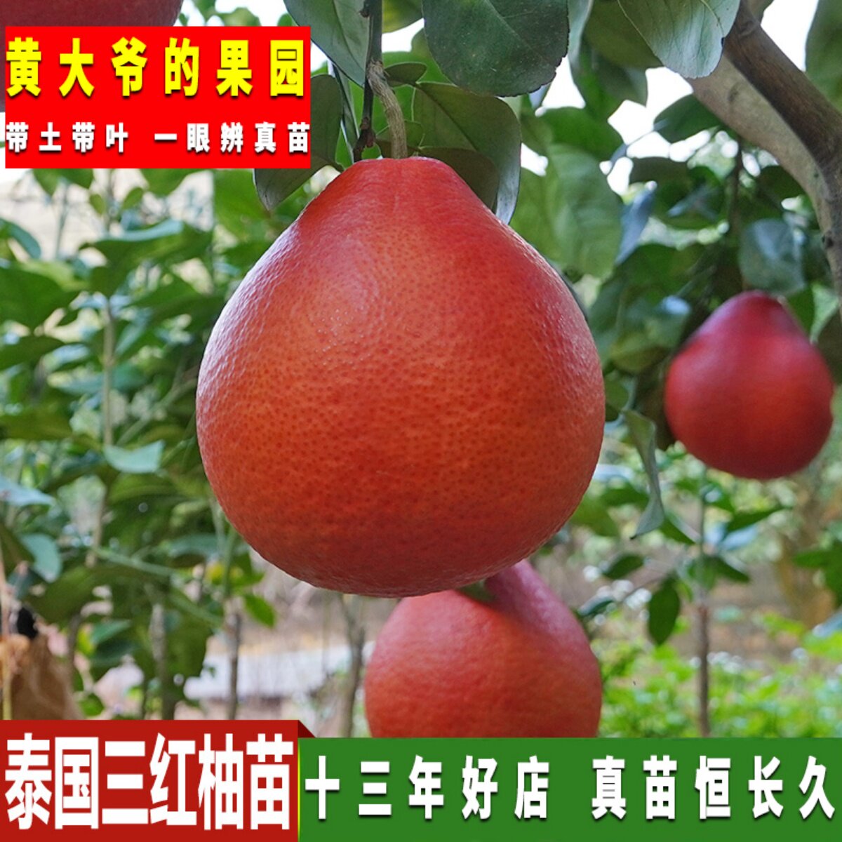 泰国红宝石青柚嫁接苗柚子树苗新品红宝石柚苗越南青柚苗红心柚子
