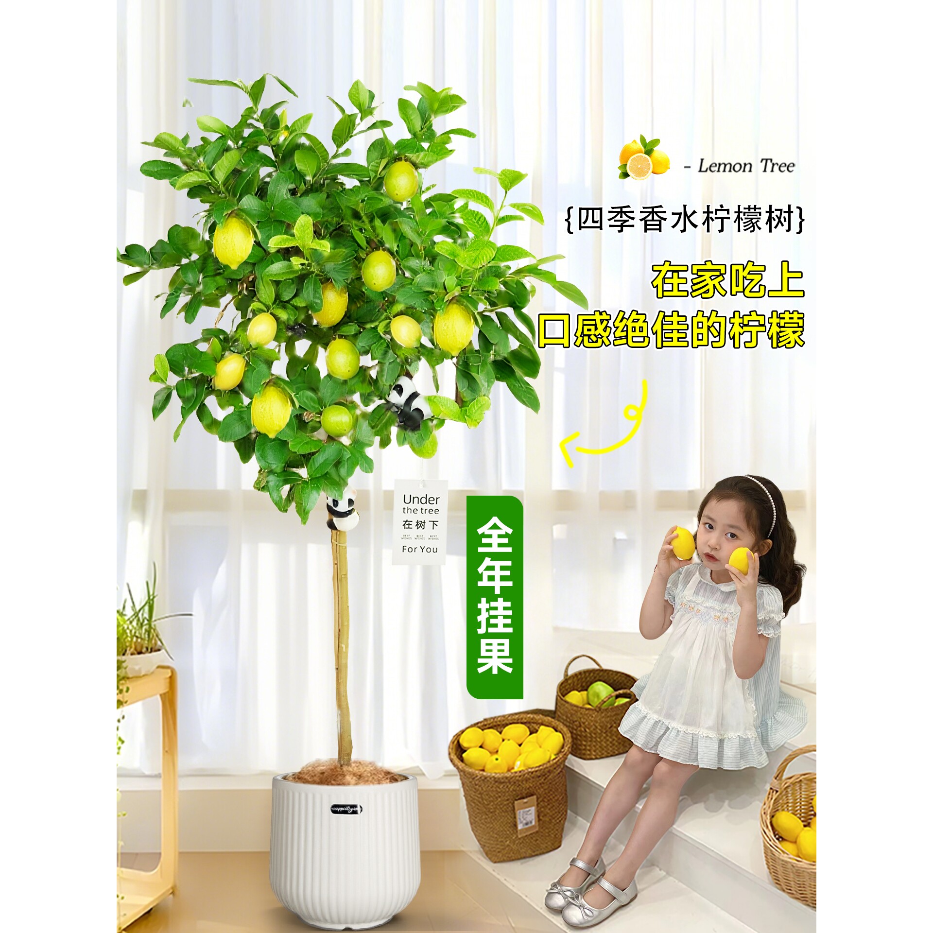 香水柠檬树大型绿植盆栽客厅带果树苗可食用室内阳台四季好养花卉