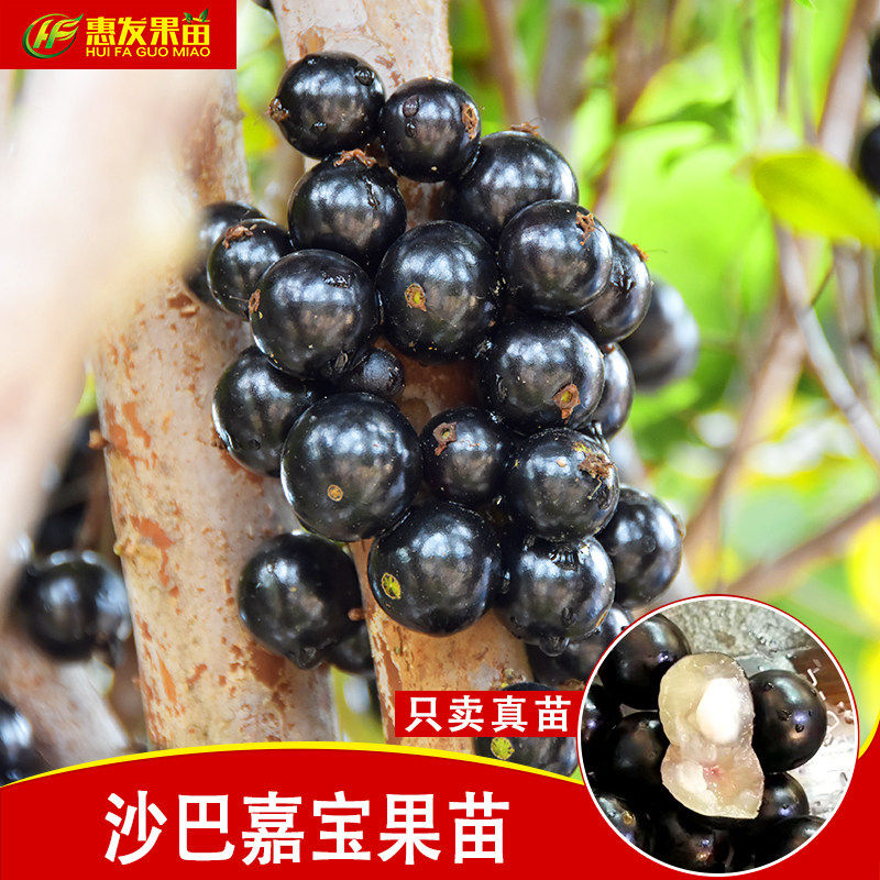 正宗台湾嘉宝果苗树葡萄苗 沙巴四季嘉宝果树葡萄树苗耐寒果树苗