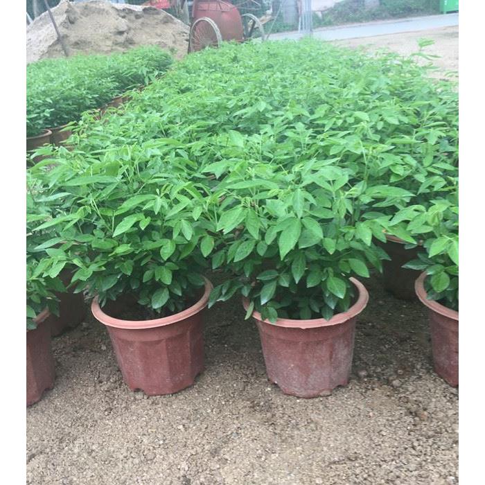 潮汕仙草苗盆栽花卉绿植花苗观叶吸甲醛植物室内净化空气