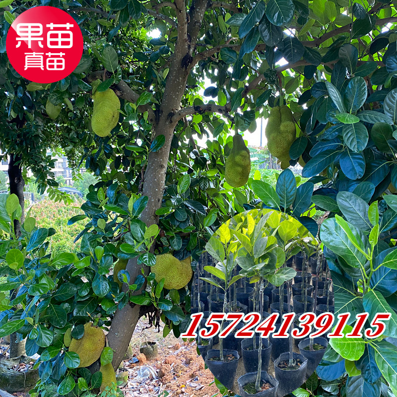 菠萝蜜树苗马来西亚一号嫁接干苞菠萝蜜果树四季黄肉红肉菠萝蜜苗