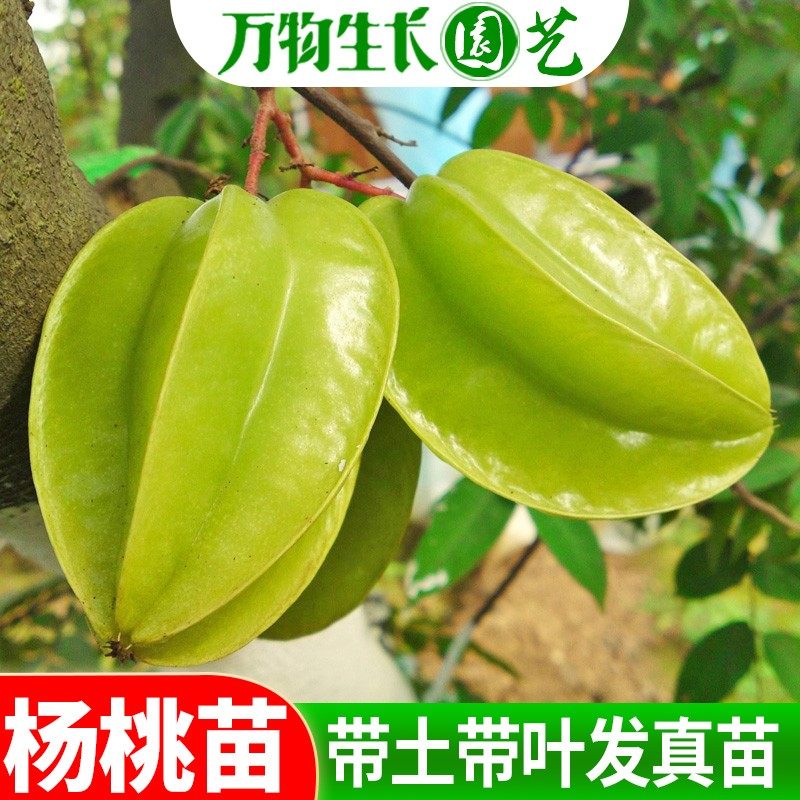 杨桃苗甜杨桃树苗纯甜杨嫁接苗四季结果可地栽盆栽当年结果包邮