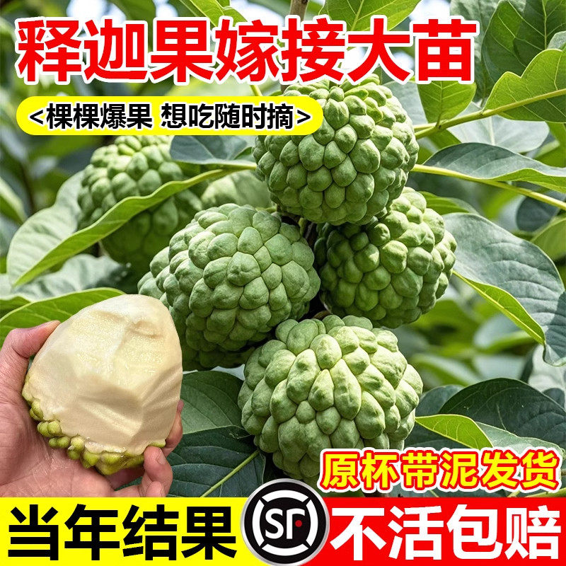 台湾凤梨释迦果树果苗嫁接苗牛奶番荔枝凤梨释迦水果树苗当年结果