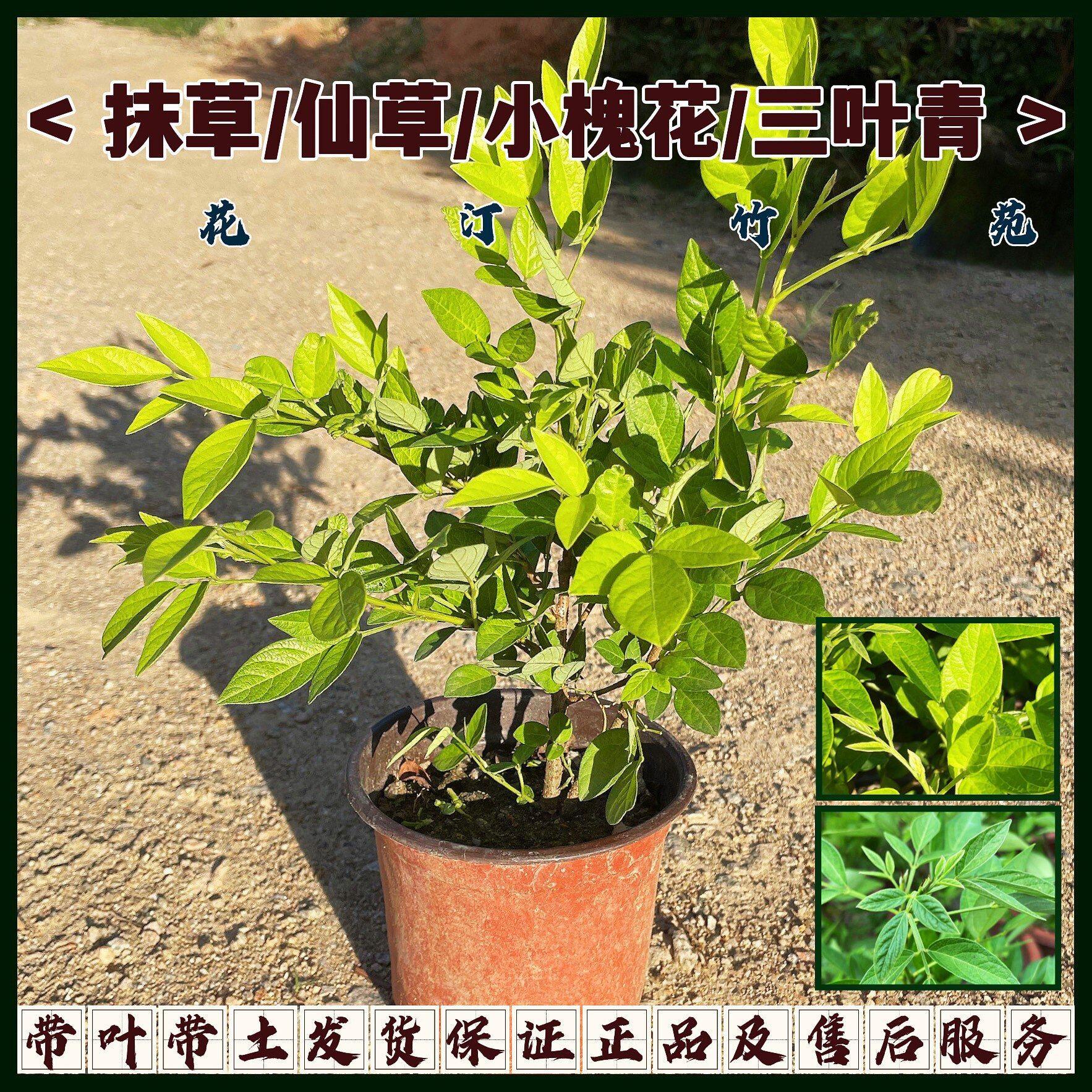 抹草潮汕仙草三叶青盆栽婚嫁喜庆吉祥植物阳台庭院观叶盆景