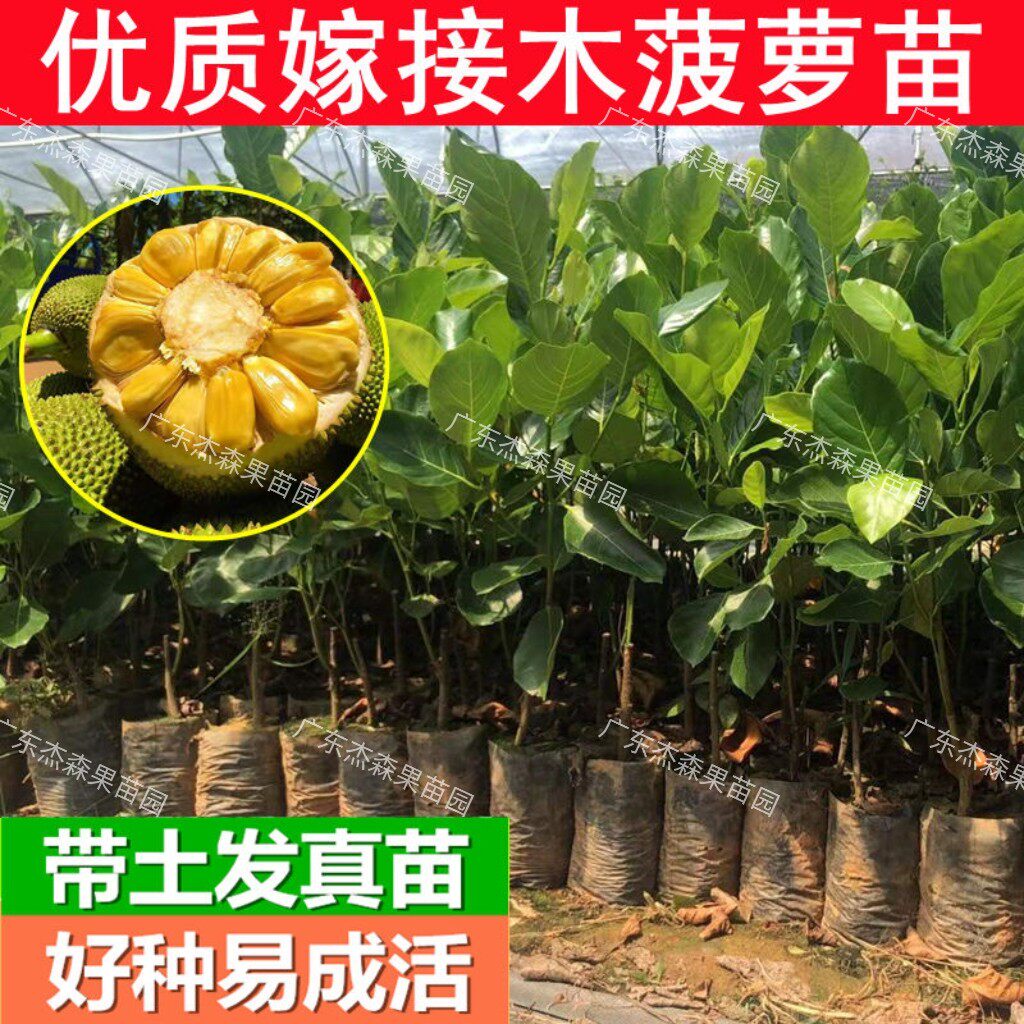 正宗菠萝蜜苗嫁接马来西亚1号干苞海南四季木菠萝树苗带土带叶