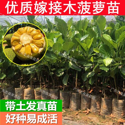 正宗菠萝蜜苗嫁接马来西亚1号干苞海南四季木菠萝树苗带土带叶