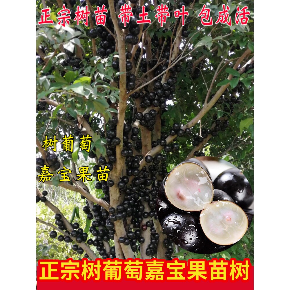 嘉宝果树果苗四季红妃沙巴树葡萄苗阿根廷艾斯卡庭院阳台盆栽果树
