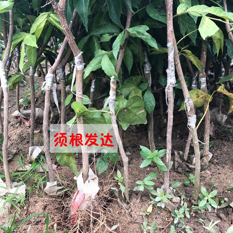 新品种紫肉黄皮嫁接果树苗黑金刚无核冰糖黄皮苗盆栽地栽当年结果