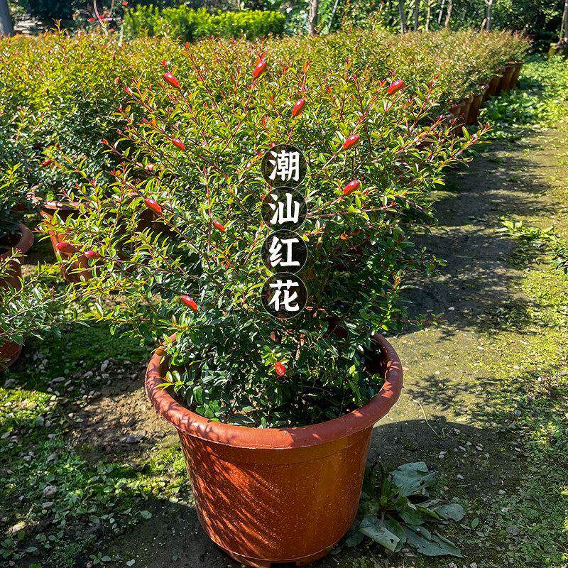 潮汕红花石榴花阳台仙草盆栽抹草苗春草红花仙草家居喜庆事婚嫁植