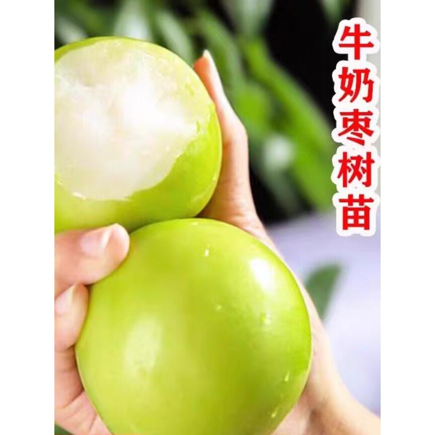大青枣苗台湾大青枣树苗牛奶枣蜜丝枣嫁接苗甜脆枣子苗当年结果